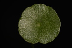 Hydrocotyle tribotrys