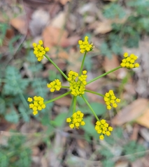 Tauschia kelloggii