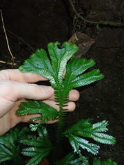Selaginella poeppigiana
