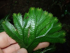 Selaginella poeppigiana