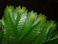 Selaginella poeppigiana