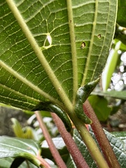 Axinaea macrophylla