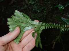 Selaginella poeppigiana