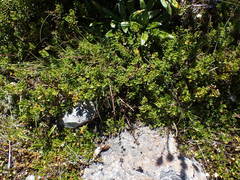 Veronica treadwellii