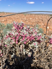 Atriplex holocarpa