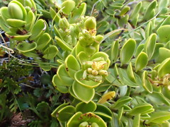 Veronica treadwellii