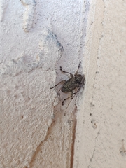 Leptostylopsis terraecolor