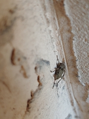 Leptostylopsis terraecolor