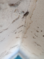 Leptostylopsis terraecolor