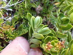 Veronica treadwellii