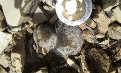 Mammillaria lasiacantha