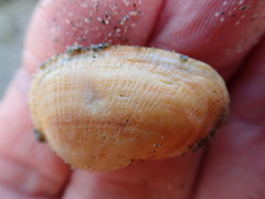 Barbatia novaezealandiae