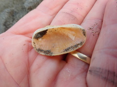 Barbatia novaezealandiae