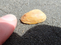 Barbatia novaezealandiae