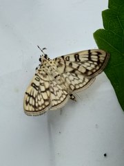 Haritalodes derogata