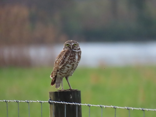 Burrowing Owl photographed in Maryland