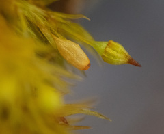 Orthotrichum pulchellum