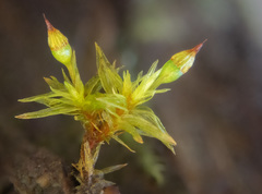 Orthotrichum pulchellum