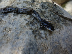 Thamnophis hammondii