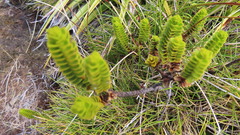 Veronica pauciramosa