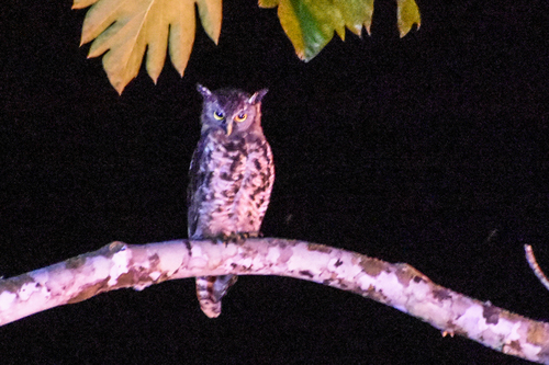 Akun Eagle-Owl (Ketupa leucosticta), photo 9