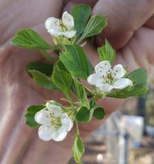 Crataegus lassa