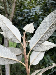 Buddleja bullata