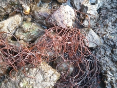 Gracilariaceae