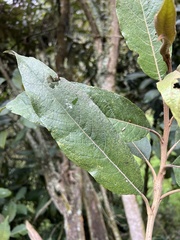 Buddleja bullata
