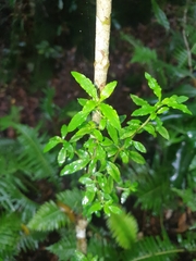 Coprosma quadrifida