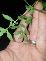 Coprosma quadrifida