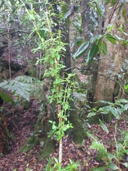 Coprosma quadrifida