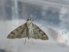 Haritalodes derogata