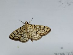 Haritalodes derogata