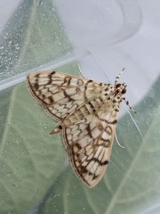 Haritalodes derogata