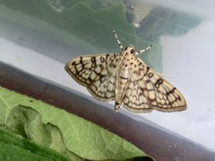 Haritalodes derogata