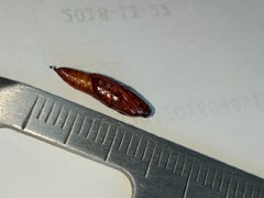 Haritalodes derogata