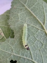 Haritalodes derogata