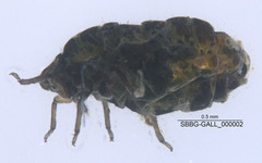 Tamalia inquilinus