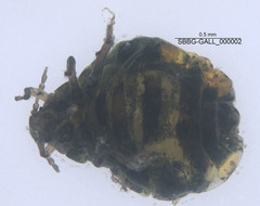 Tamalia inquilinus