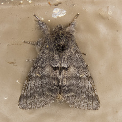 Gluphisia severa