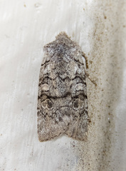 Litholomia napaea
