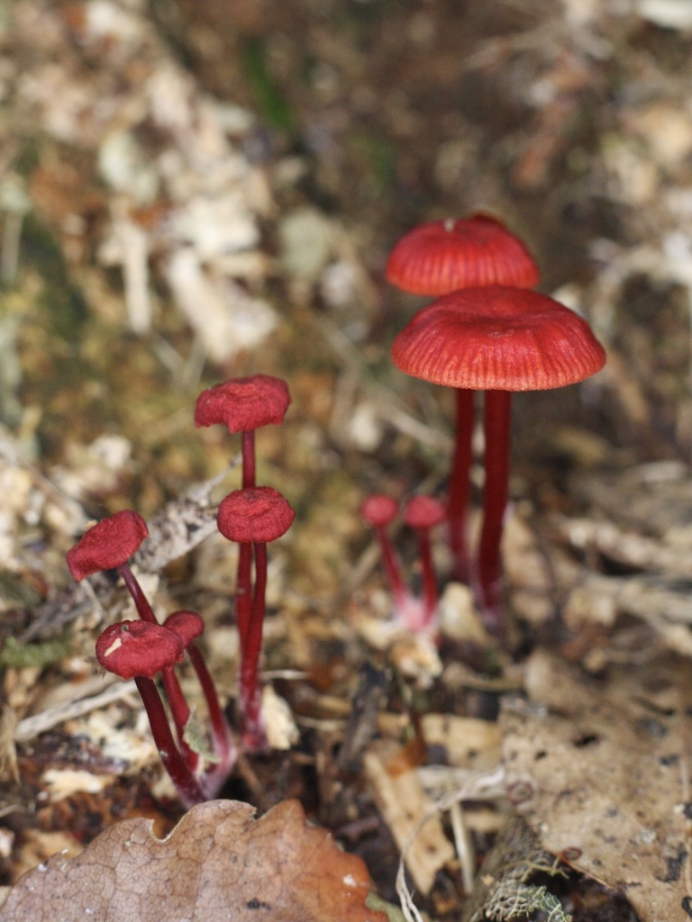 Ruby Bonnot ruby bonnet from Woodhaugh Gardens, North Dunedin, Otago, NZ on ...