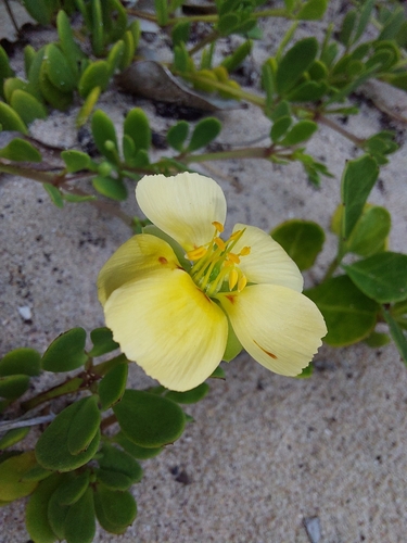 Image of Roepera maritima by (c) Manuel R Popp, some rights reserved (CC BY)