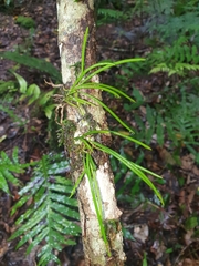 Dendrobium teretifolium
