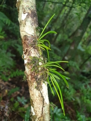 Dendrobium teretifolium