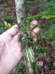 Dendrobium teretifolium