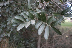 Cupaniopsis parvifolia