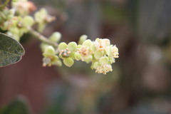 Cupaniopsis parvifolia