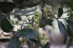 Cupaniopsis parvifolia